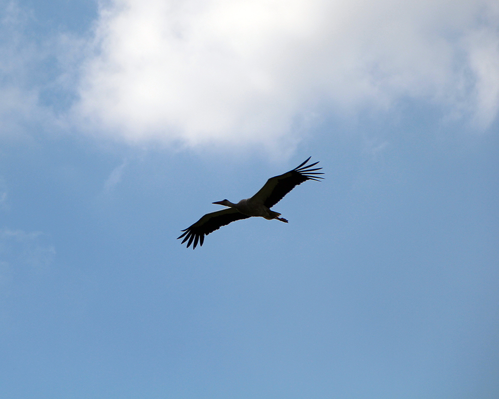 IMG_4301-1.jpg